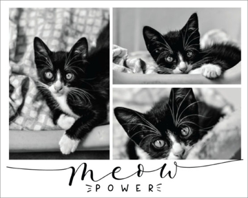 Picture of Meow Power- 16x20
