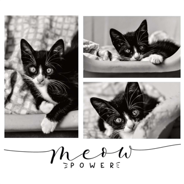 Picture of Meow Power - 8x8