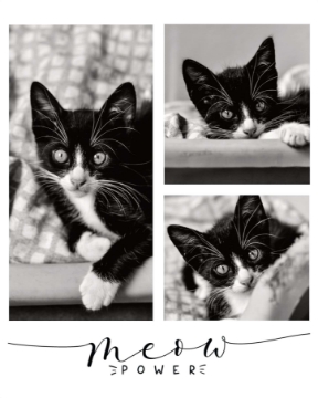 Picture of Meow Power - 40x30