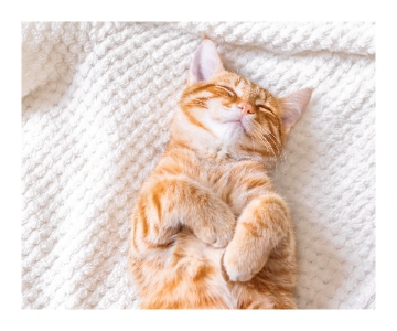 Picture of Blanket Collage -03 50x60 Sherpa