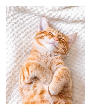 Picture of Blanket Collage -03 60x50 Sherpa